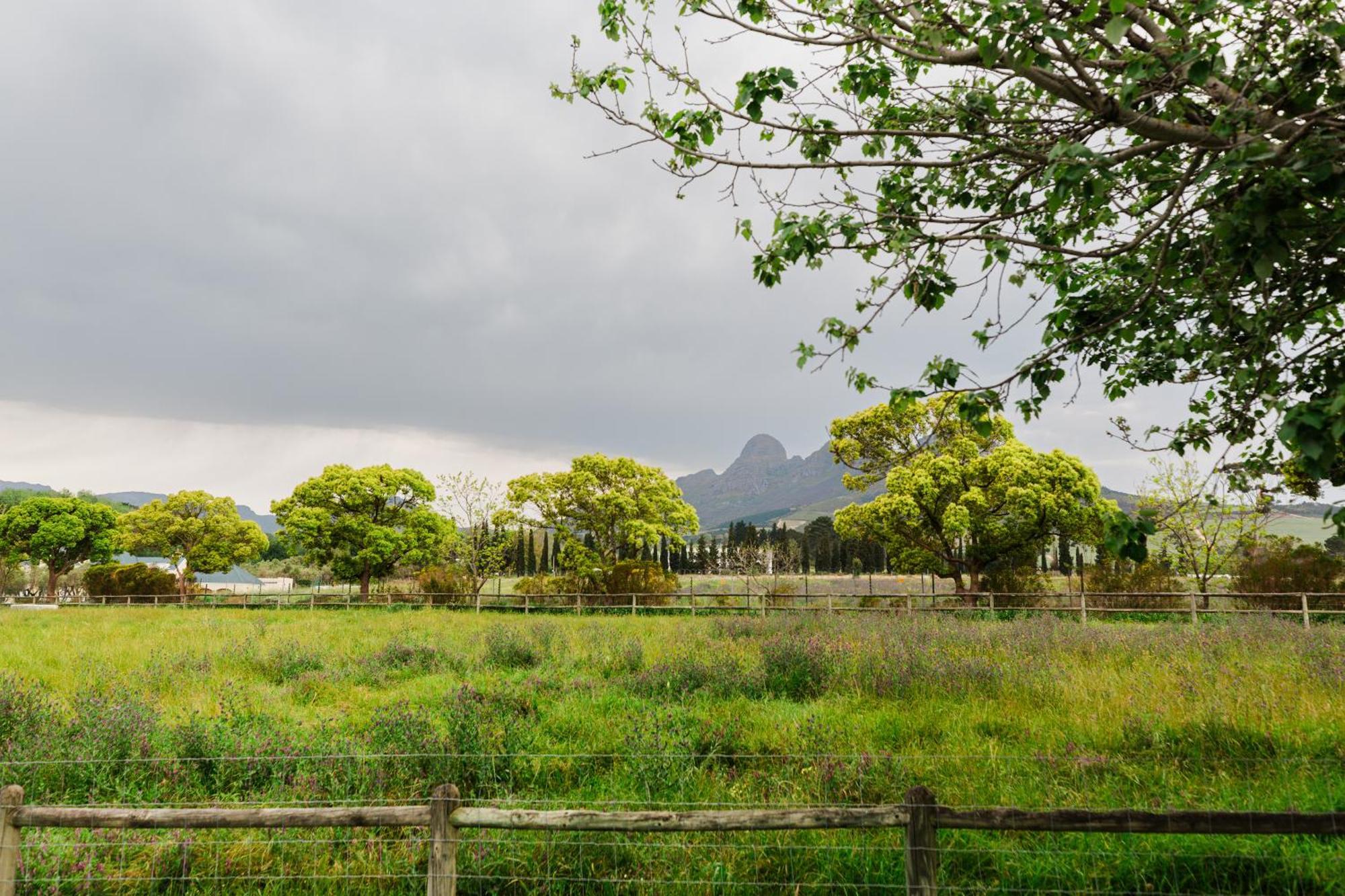 Bed and Breakfast Marshden Estate Municipalità locale di Municipalità locale di Stellenbosch Esterno foto