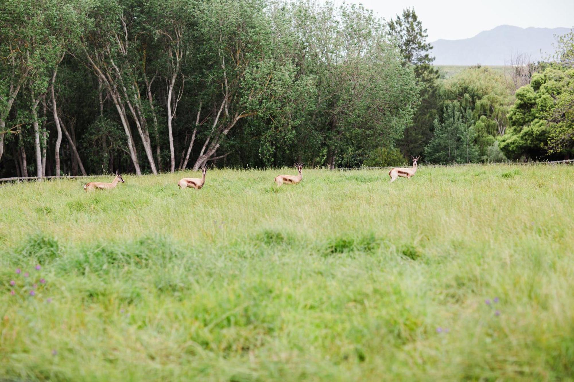 Bed and Breakfast Marshden Estate Municipalità locale di Municipalità locale di Stellenbosch Esterno foto
